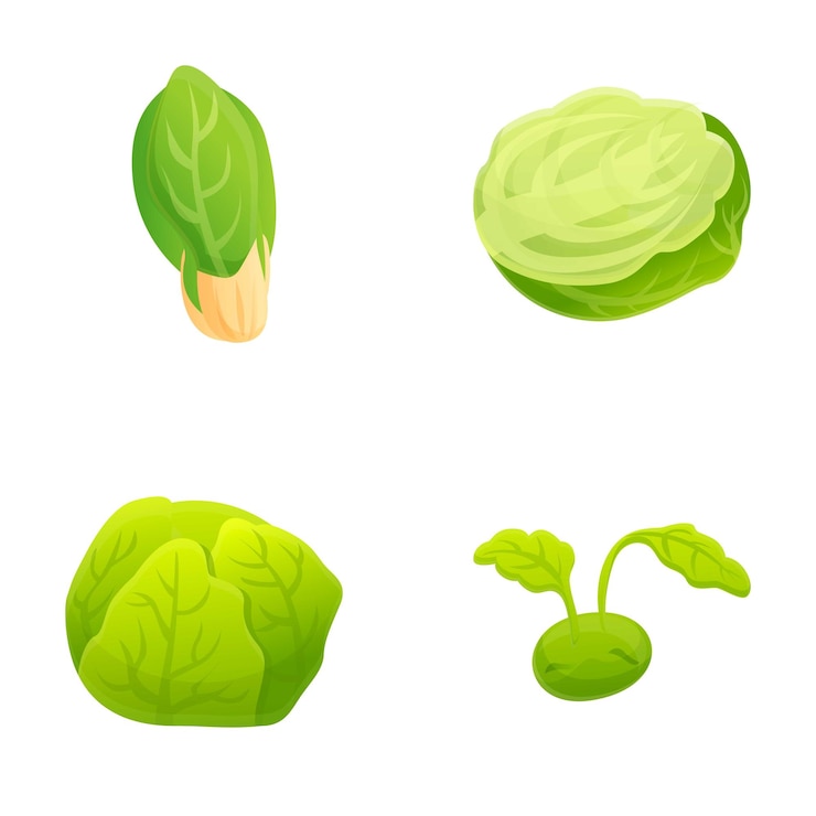 Vecteur différentes icônes de chou définissent le vecteur de dessin animé chou chinois frais et blanc légume de ferme biologique