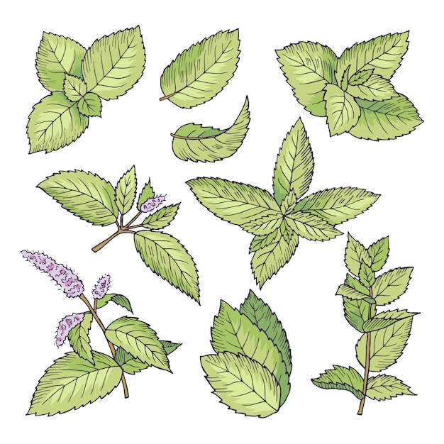 Différentes illustrations colorées de vecteur de menthe à base de plantes. Images dessinées à la main de feuilles et soutien-gorge menthol