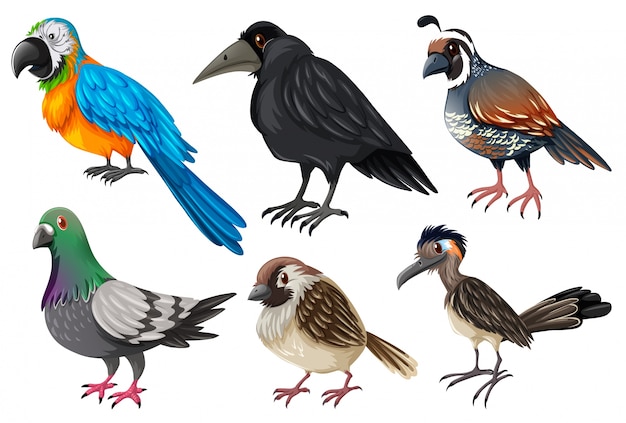 Vecteur différents types d'illustration d'oiseaux sauvages