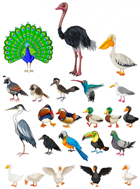 Différents Types D'illustration D'oiseaux Sauvages