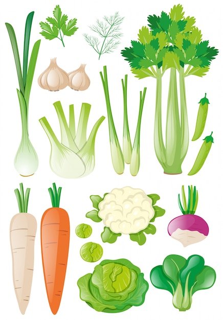 Différents Types De Légumes