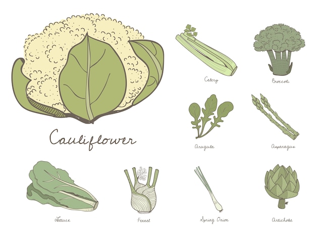 Vecteur différents types de légumes