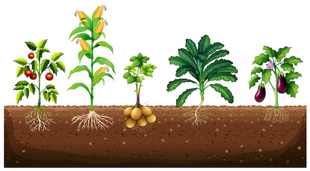 Différents Types De Plantes Poussant Dans Le Jardin