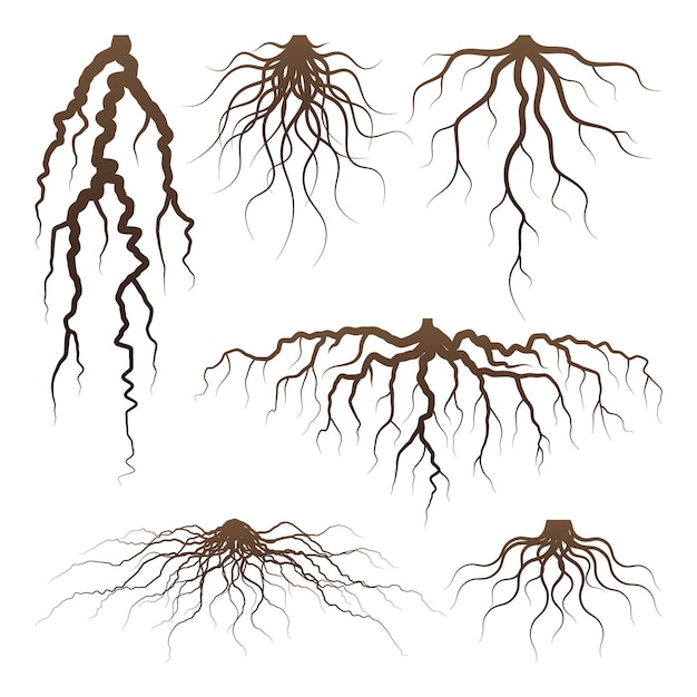 Vecteur diverses racines d'arbres ou d'arbustes bruns, parties du système racinaire des plantes avec étude dendrologique de la souche d'arbre