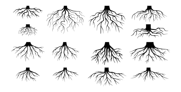 Diverses racines réalistes d'arbres racines d'arbustes parties du système racinaire des plantes souche d'arbre dendrologie boisée