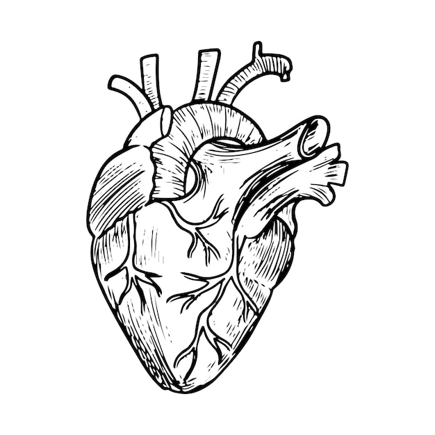 Doodle De Coeur Anatomique Isolé Sur Fond Blanc. Organe Humain. Illustration Vectorielle Dessinés à La Main.