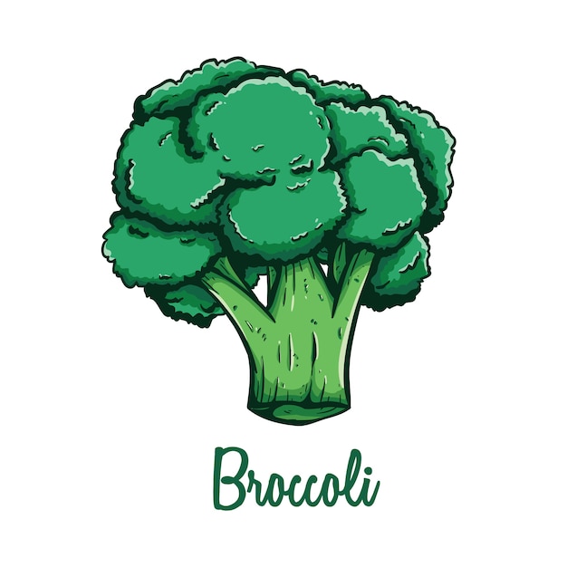 Doodle légumes brocoli frais avec de la couleur et du texte sur fond blanc