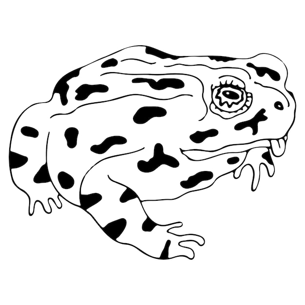 Doodle vecteur icône crapaud, grenouille, amphibien