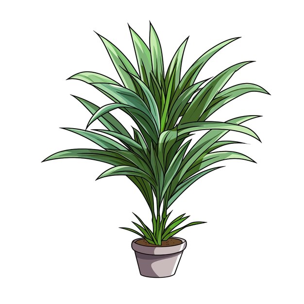 Vecteur dracaena marginata vecteur clipart fond blanc