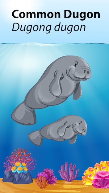 Dugong Commun Dans L'océan