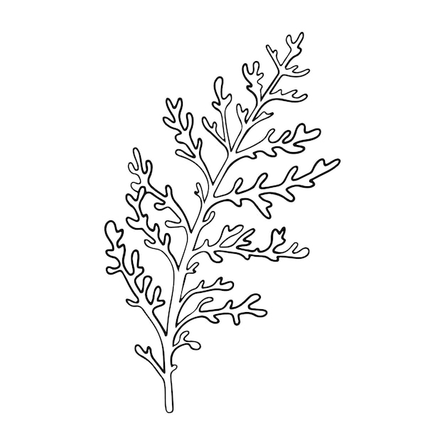 Vecteur dusty miller argent jacobaea maritima plante botanique winterberry graphique illustration de contour peinte à la main art de ligne florale pour l'étiquette d'invitation de mariage emballage de salut de noël papier peint