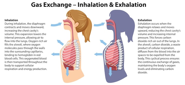 Vecteur Échange de gaz dans l'anatomie humaine une illustration de dessin animé