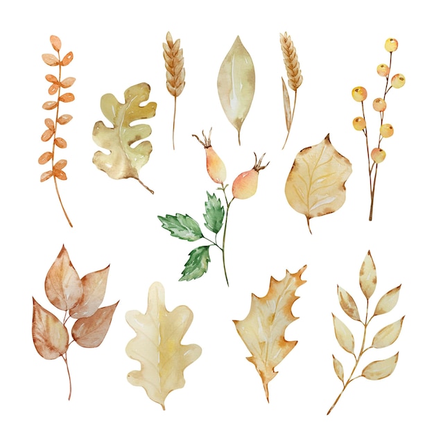 Éléments D'aquarelle De Thanksgiving Feuilles Et Baies D'automne