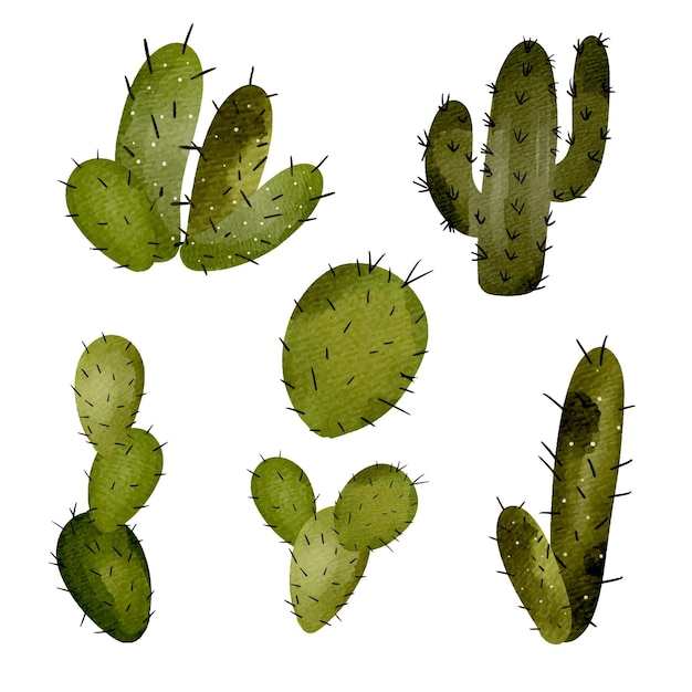 Éléments De Cactus Aquarelle