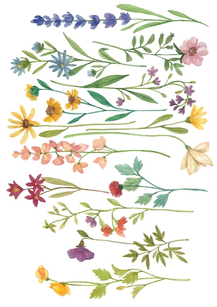 Vecteur Éléments floraux aquarelle