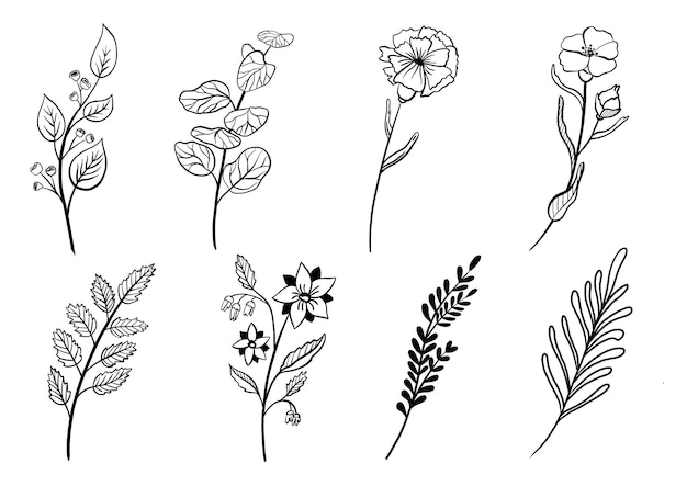 Éléments floraux dessinés à la main Ensemble botanique Illustration vectorielle
