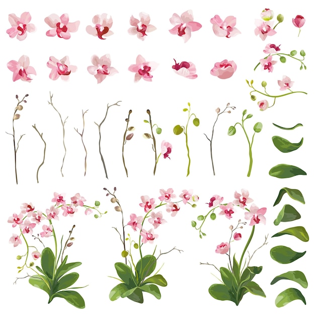 Éléments Floraux De Fleurs Tropicales D'orchidée Dans Le Style D'aquarelle. Vecteur