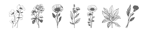 Des éléments Floraux Simples Dessinés à La Main Dans Le Style De L'art En Ligne, Des Branches Botaniques, Des Feuilles, Des Plantes, Des Herbes, Des Illustrations.