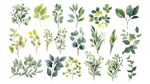 Éléments vectoriels ensemble collection d'eucalyptus vert tropical dans le style aquarelle Illustration pour les cosmétiques spa produits de soins de beauté mariage invitation enregistrer la date merci carte de vœux