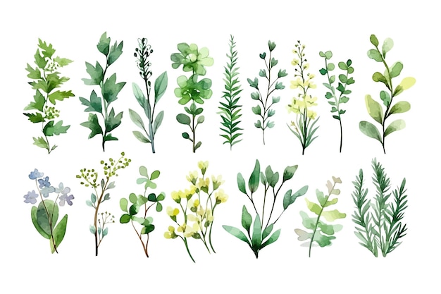 Éléments Végétaux Branches D'herbes Sauvages Avec Des Feuilles Illustration Dessinée à La Main Plate Isolée Sur Fond Blanc