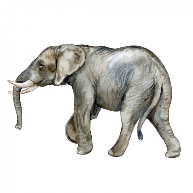 Éléphant D'afrique à L'aquarelle