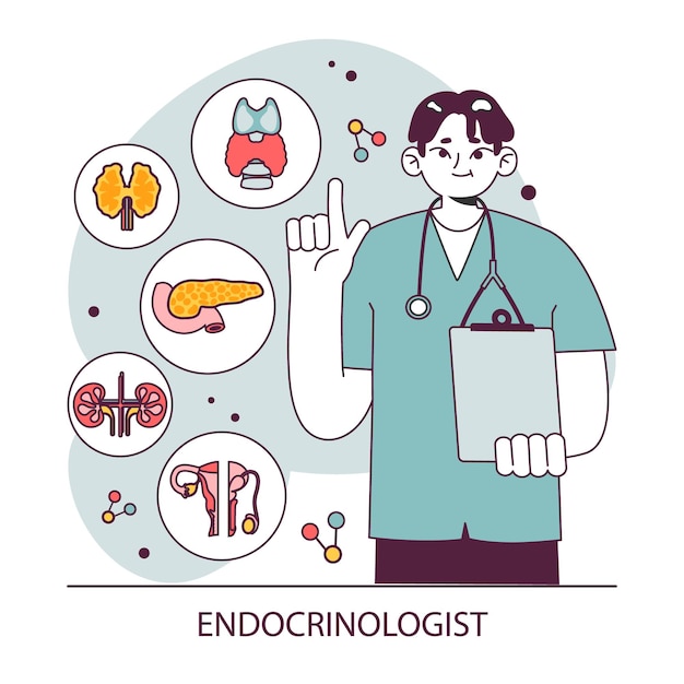 Vecteur endocrinologie organs du système endocrinien pancréas glande thyroïde hypophyse glande surrénale et ovaires