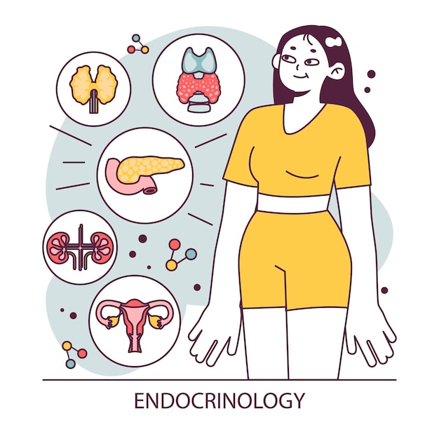 Vecteur endocrinologie organs du système endocrinien pancréas glande thyroïde hypophyse glande surrénale et ovaires