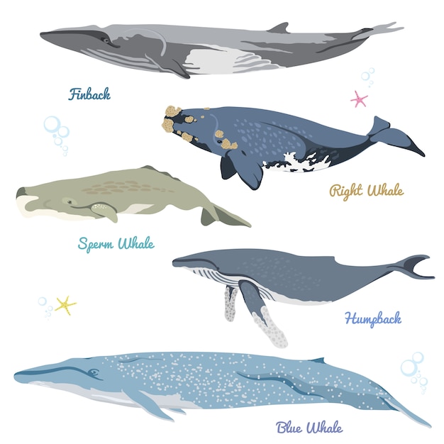 Ensemble de 5 baleines détaillées de l'illustration des icônes réalistes du monde, notamment le rorqual commun, la baleine noire, le cachalot, la baleine à bosse, la baleine bleue