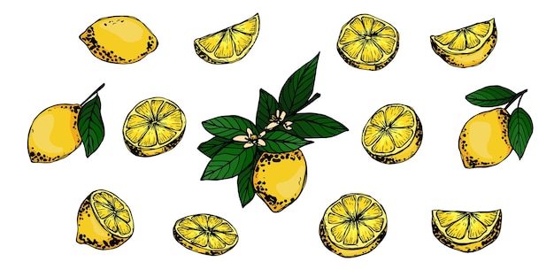 Ensemble D'agrumes Dessinés à La Main Vector Citron Clipart Illustration De Fruits Pour Le Décor De Conception De Sites Web D'impression