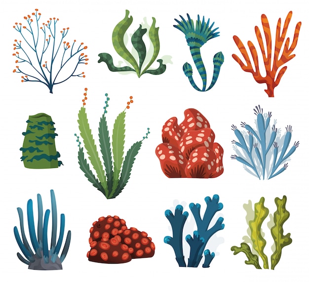 Ensemble d'algues aquarelles et coraux isolés sur fond blanc. Algues sous-marines. Collection de plantes d'aquarium. Flore sous-marine