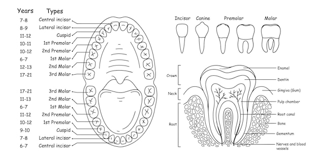 Ensemble d'anatomie des dents et des mâchoires humaines