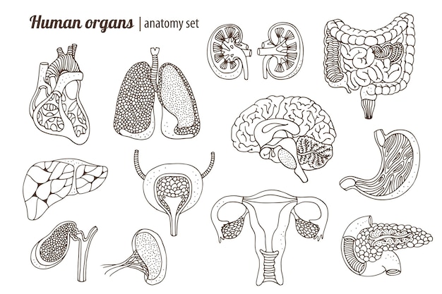 Vecteur ensemble d'anatomie des organes humains