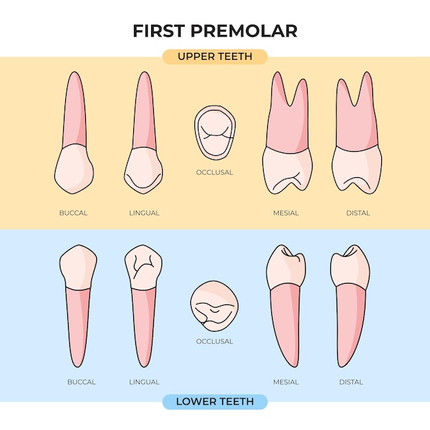 Ensemble d'anatomie de la première prémolaire supérieure et inférieure sous différents angles pour étude