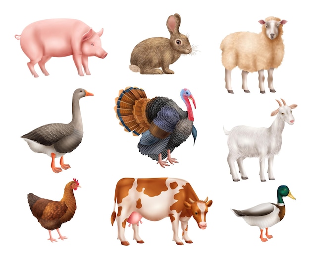 Ensemble d'animaux de ferme isolés réalistes avec cochon lapin canard poule oie mouton chèvre vache et dinde fond blanc illustration vectorielle