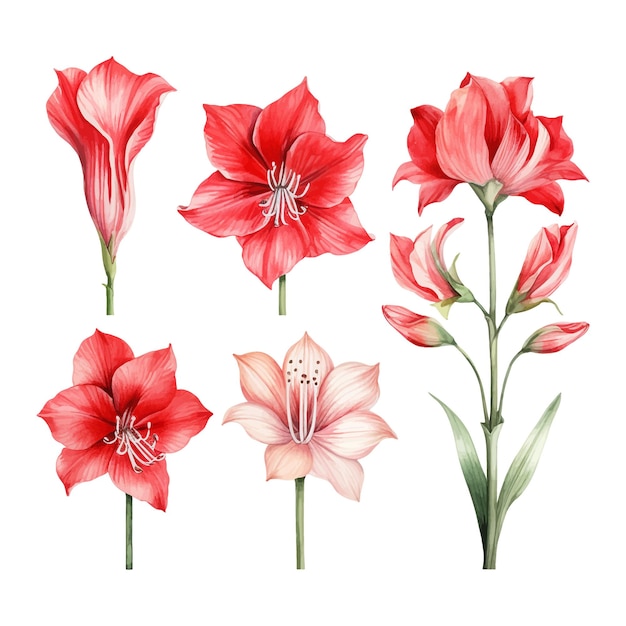 Vecteur ensemble d'aquarelle amaryllis fleur isolée fond blanc