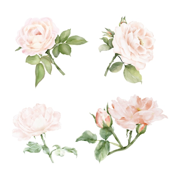 Ensemble D'aquarelle De Bouquet De Roses Et De Feuilles