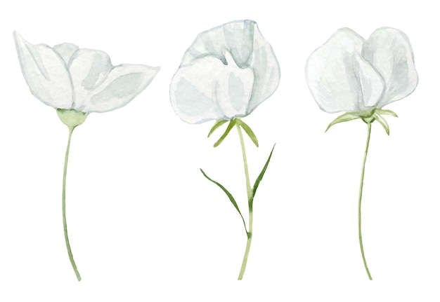 Ensemble d'aquarelle de boutons de fleurs blanches