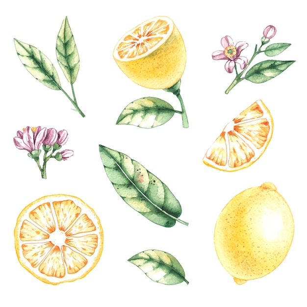 Ensemble Aquarelle De Citrons