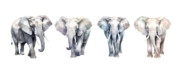 Ensemble D'aquarelle D'éléphant Isolé Sur Fond Blanc Illustration Vectorielle