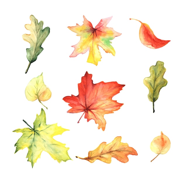 Ensemble Aquarelle De Feuilles D'automne Colorées.