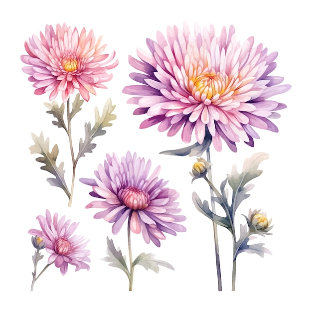 Vecteur ensemble d'aquarelle fleur d'astère isolé fond blanc