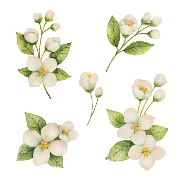 Ensemble aquarelle de fleurs et de branches de jasmin isolé sur fond blanc