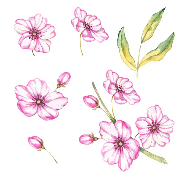 Ensemble aquarelle de fleurs roses sur fond blanc