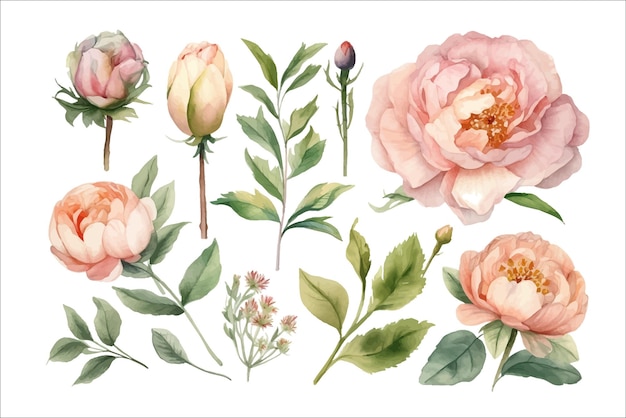 Ensemble aquarelle fleurs roses jardin roses pivoines Modèle d'éléments de fleurs décoratives Illustration de dessin animé plat isolé sur fond blanc