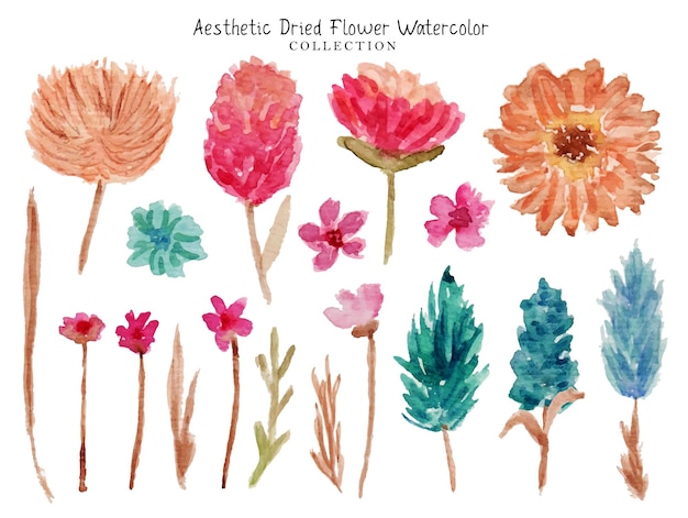 Un Ensemble D'aquarelle De Fleurs Séchées Esthétiques