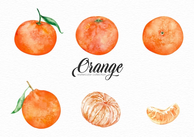 Ensemble d'aquarelle de fruits orange dans différents styles