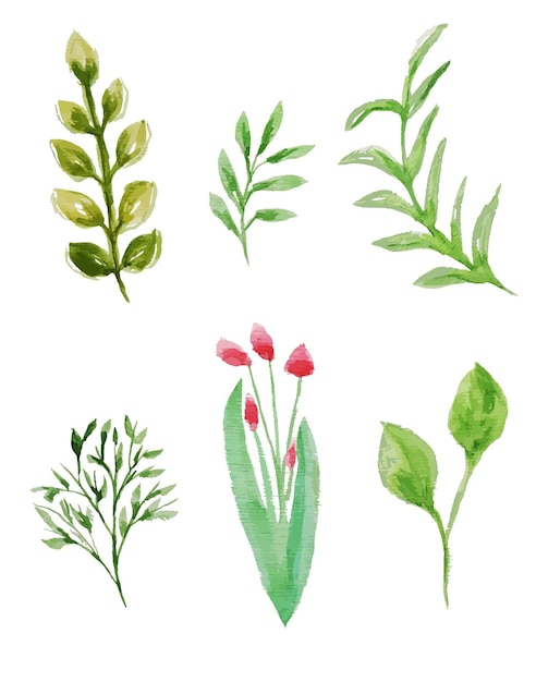 Ensemble aquarelle d'illustration vectorielle de plantes