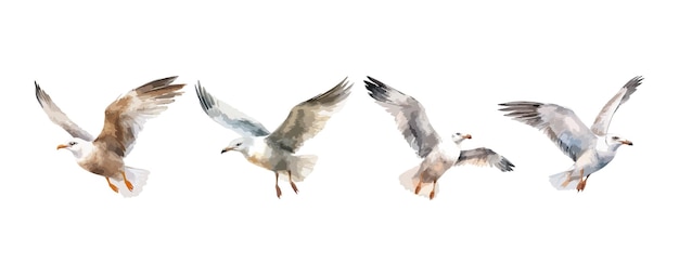 Ensemble d'aquarelle d'oiseaux de mouette isolé sur fond blanc Illustration vectorielle