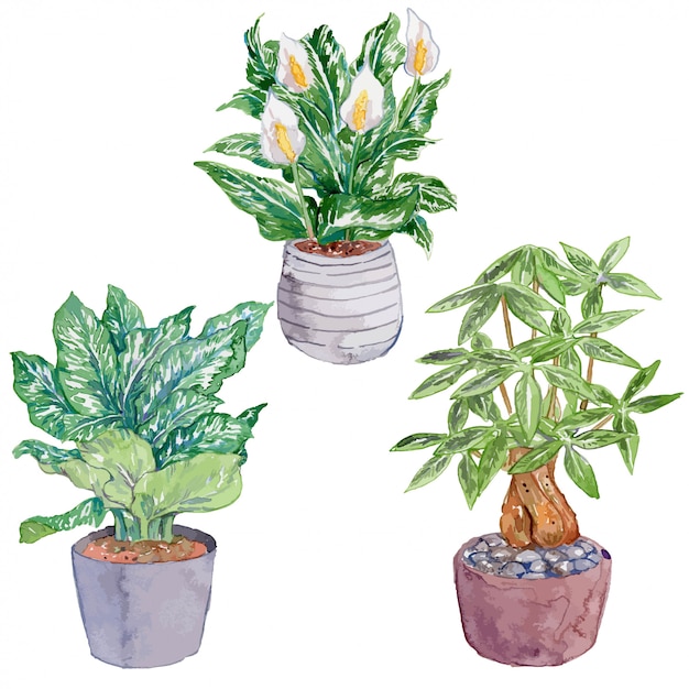 Ensemble d'aquarelle pour plantes d'intérieur, partie 6