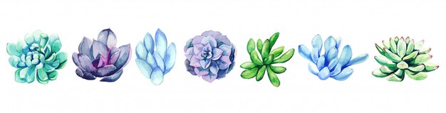 Ensemble aquarelle de succulentes dessinés à la main lumineux, dessinés à la main